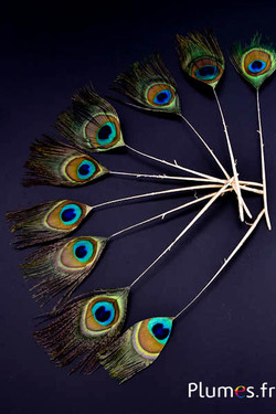 Pfau blau Miniatur Goldkiel - 15-25 cm - natur